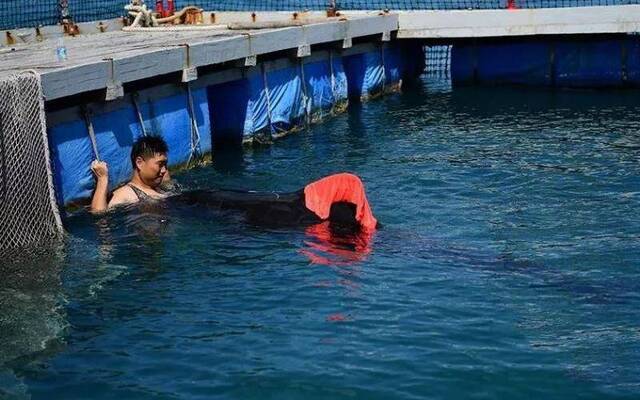 三亚搁浅领航鲸死亡 救援方：正在善后