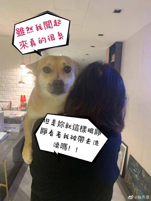 陈乔恩爱宠不想洗澡