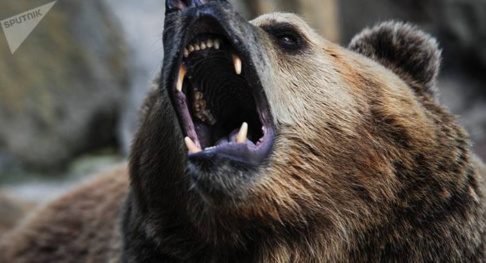 咬熊的舌头！俄罗斯联邦图瓦共和国一名居民在针叶林中与熊激斗并活了下来