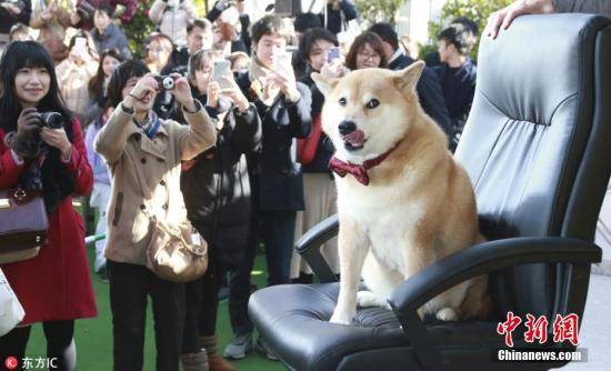 日本出台新动物保护法 给猫狗植入芯片将成主人义务