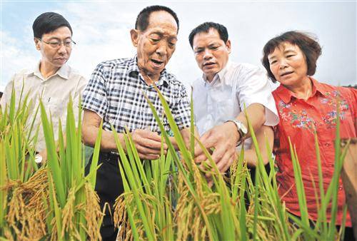 在广西桂林市灌阳县黄关镇联德村超级稻生产基地，袁隆平（左二）在查看超级水稻生长情况（2013年8月19日摄）。新华社记者陆波岸摄