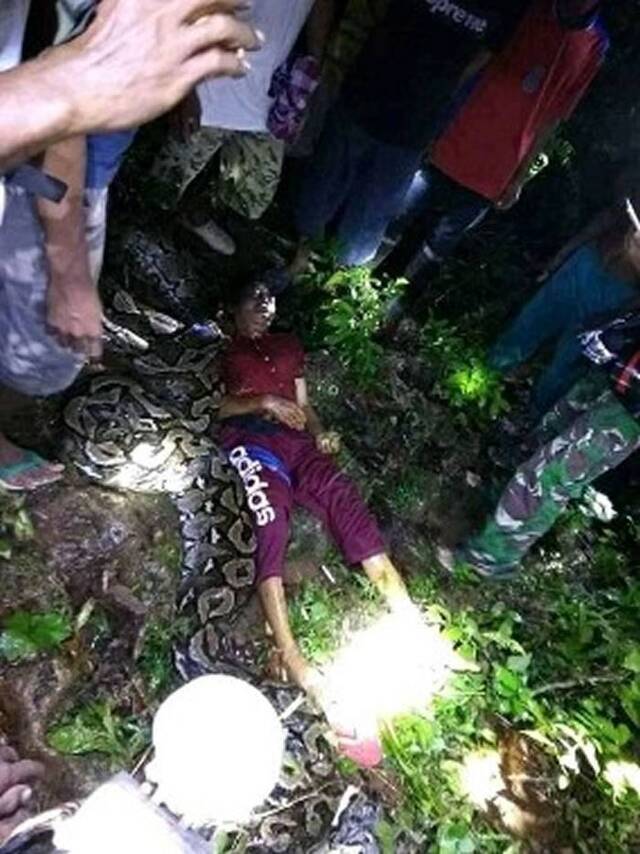 印尼55岁女子返家途中突然遭巨蟒缠绕惨遭活活绞死