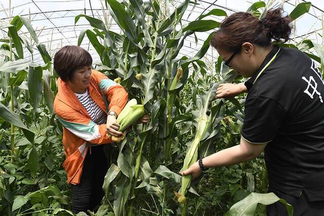 京产“水果玉米”提前一月上市口感甜爽皮薄无渣