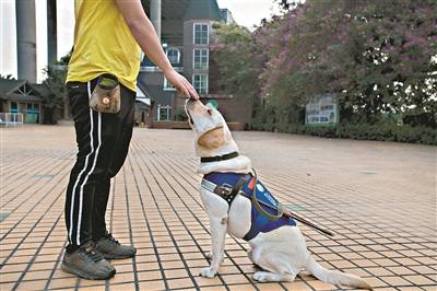 导盲犬基地告别丫髻沙岛