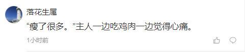 这只“越狱”硬核鸡火了 主人眼睁睁看它潇洒7天