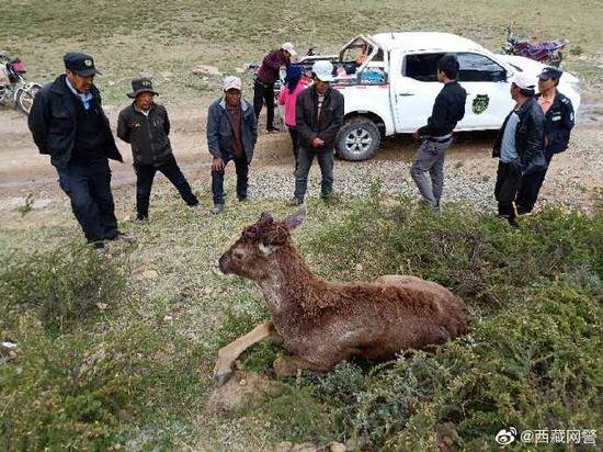 国家一级保护动物白唇鹿遭割角?西藏警方辟谣(图)