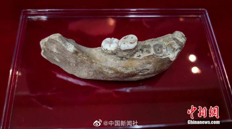 16万年前古人类的牙齿长啥样？戳图了解一下