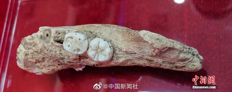 16万年前古人类的牙齿长啥样？戳图了解一下