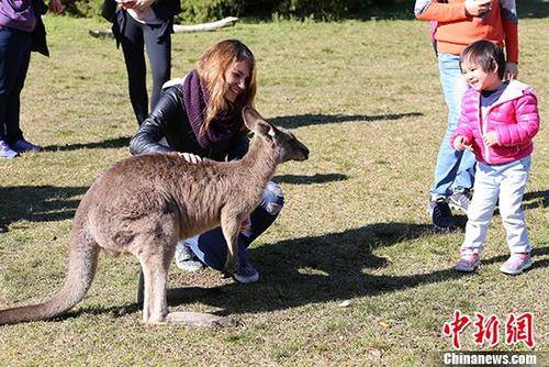 不速之客！澳大利亚袋鼠撞墙入屋大闹居民家