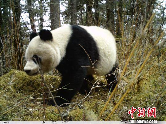 红外相机拍摄的雌性大熊猫带崽活动照片。四川黄龙自然保护区管理局供图