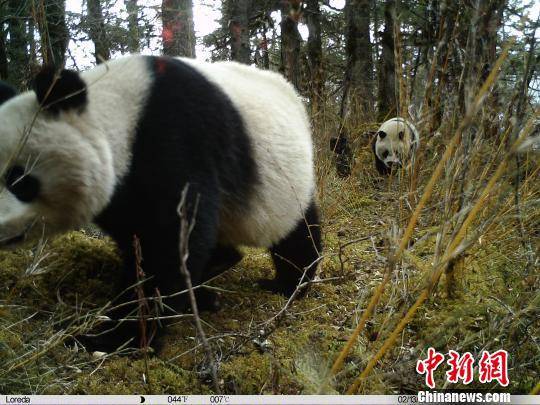 红外相机拍摄的雌性大熊猫带崽活动照片。四川黄龙自然保护区管理局供图