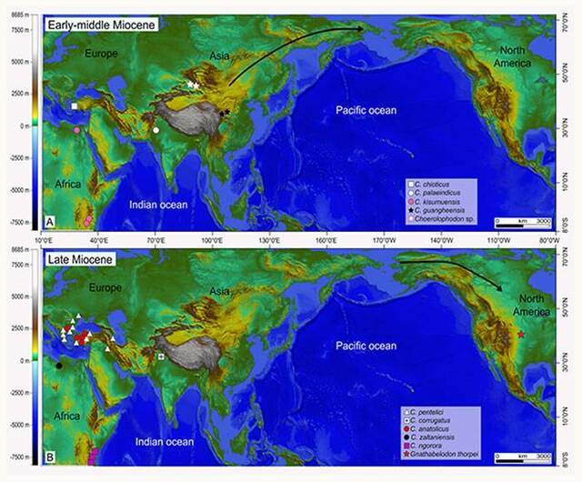 豕脊齿象类在中新世的分布位置以及洲际之间迁移示意图（A,早—中中新世；B,晚中新世）（李春晓供图）