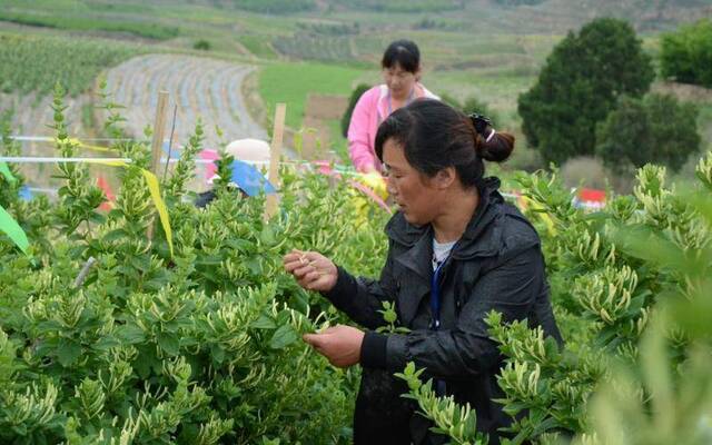 第二届通渭金银花节开幕7万亩金银花年均收益1.8亿