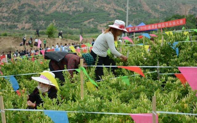 第二届通渭金银花节开幕7万亩金银花年均收益1.8亿