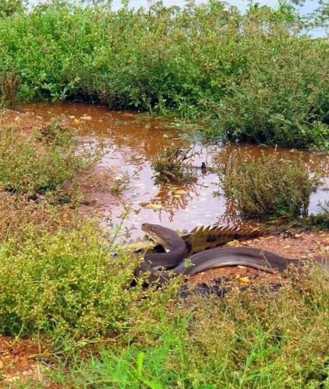 澳洲昆士兰橄榄蟒吞食淡水鳄