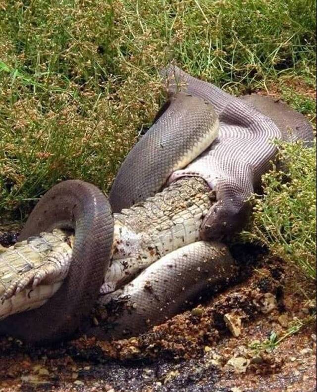 澳洲昆士兰橄榄蟒吞食淡水鳄