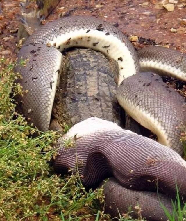 澳洲昆士兰橄榄蟒吞食淡水鳄