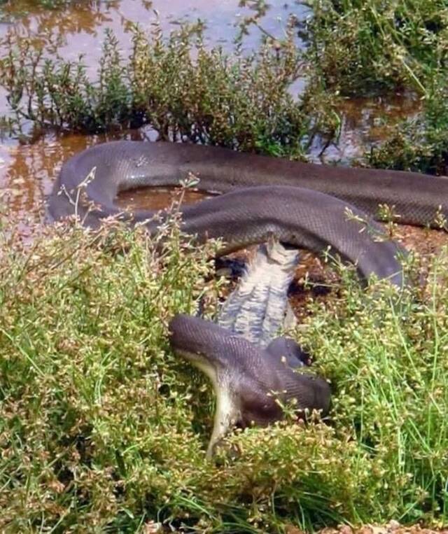 澳洲昆士兰橄榄蟒吞食淡水鳄