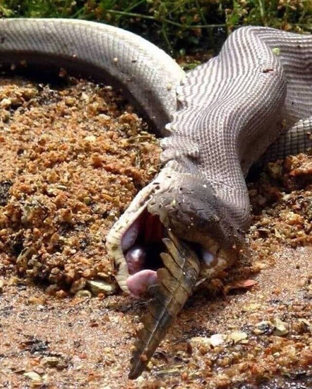 澳洲昆士兰橄榄蟒吞食淡水鳄