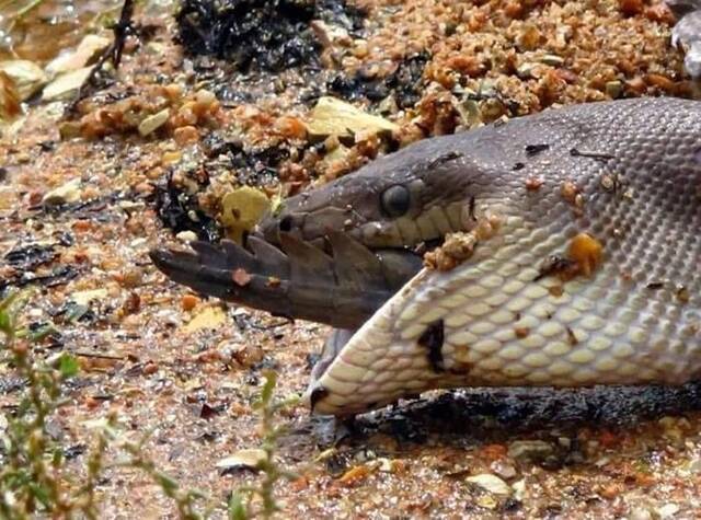 澳洲昆士兰橄榄蟒吞食淡水鳄