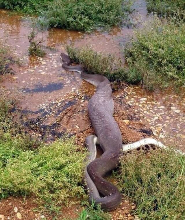 澳洲昆士兰橄榄蟒吞食淡水鳄