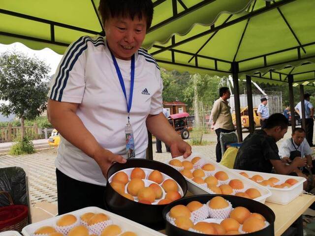 入选北京市唯一性果品，平谷北寨红杏可以采摘了