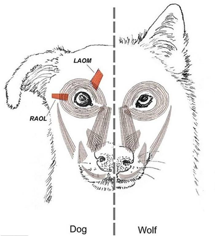 狗拥有一组名为眼内侧斜肌提肌的肌肉，是狼所没有的。