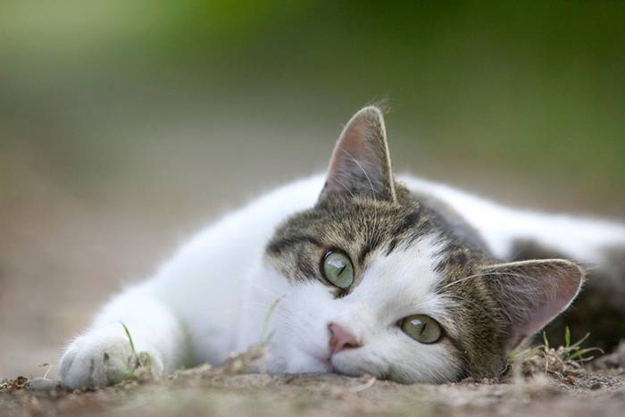 家猫的著名特征是让饲主知道它们的喜好。 PHOTOGRAPH BY CYRIL RUOSO, MINDEN PICTURES/NAT GEO IMAGE COL