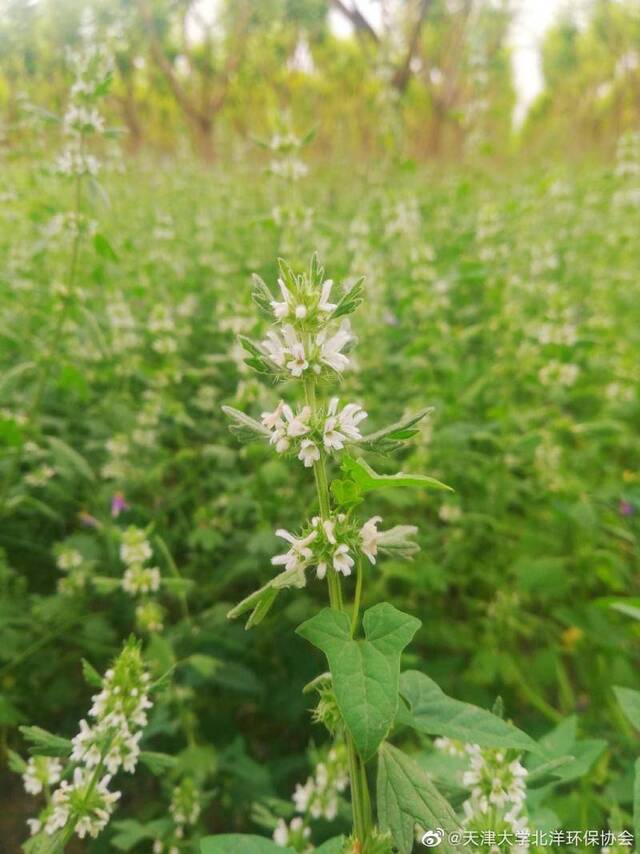 有一种草叫“夏至”，你可曾见过？