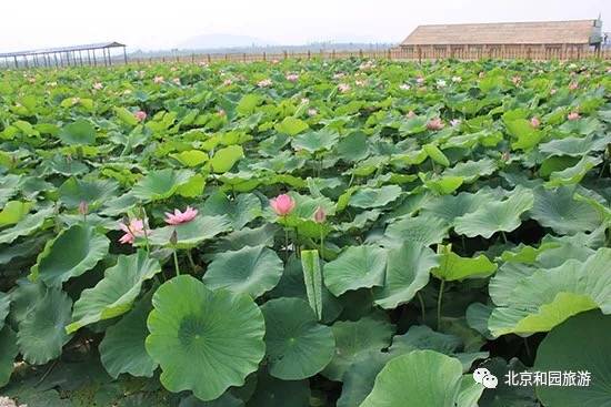 京郊5处地点夏至亲水赏荷 看晚风吻尽荷花叶