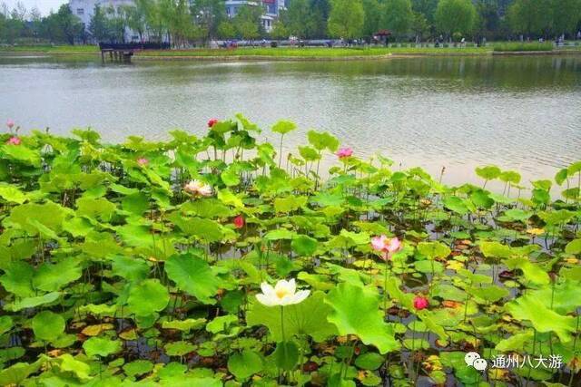 京郊5处地点夏至亲水赏荷 看晚风吻尽荷花叶