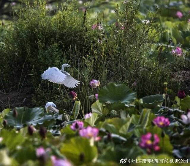 京郊5处地点夏至亲水赏荷 看晚风吻尽荷花叶