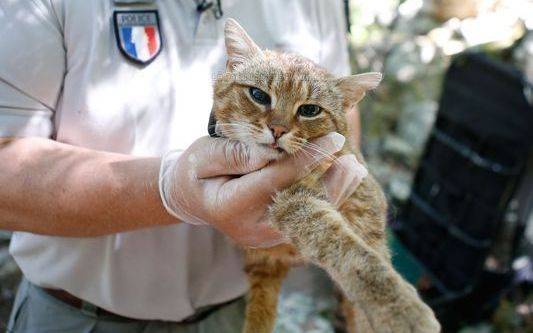 （图源：AFP）