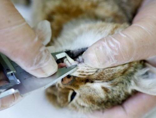 “猫狐”的犬齿十分发达。（图源：AFP）