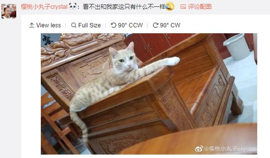 法国发现新物种“猫狐”中国网友:这不是橘猫么