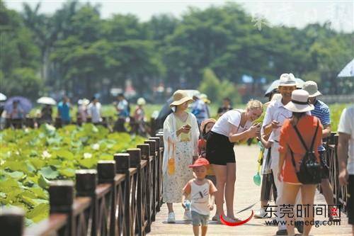 六月赏荷正当时 来东莞及周边寻找赏荷地