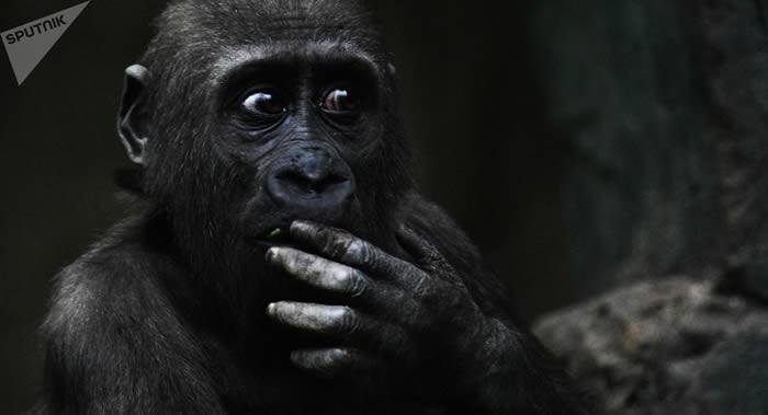 尼日利亚卡诺市大猩猩闯入动物园办公室吃了数百万收入？