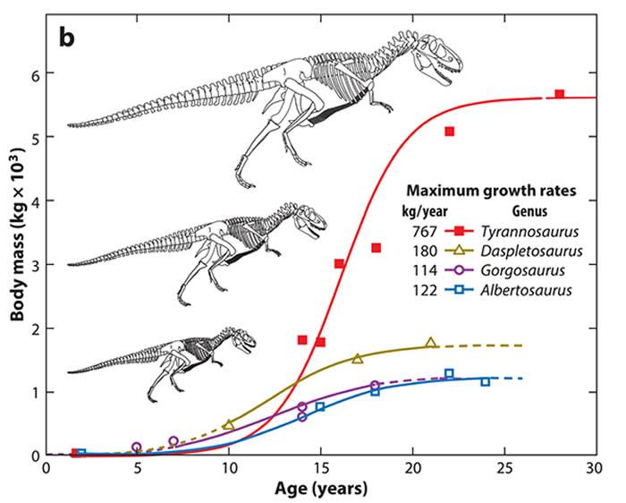 雷克斯暴龙体型巨大的原因，主要是因为其生长速率相较其他暴龙类更快。 Erickson et.al 2014