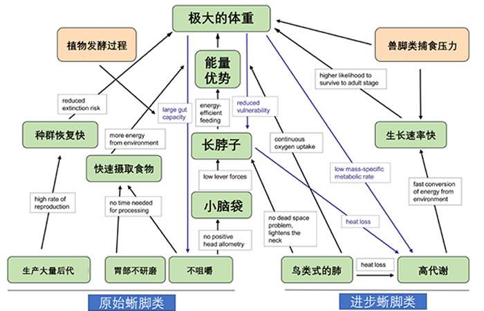 德国科学家提出的蜥脚类恐龙大型化的生理模型。翻译自Sander et al., 2013