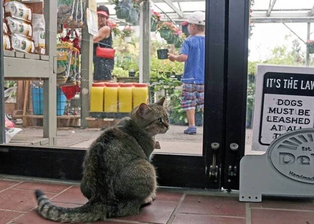 计划让蓝领猫善用杀手直觉，向受鼠患威胁的店铺提供服务。