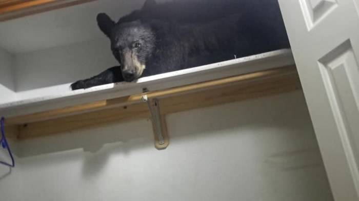 美国蒙大拿州米苏拉郡民众报警称有贼警察到场后发现竟是只大黑熊