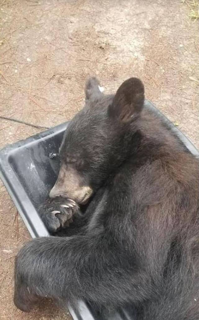 美国蒙大拿州米苏拉郡民众报警称有贼警察到场后发现竟是只大黑熊