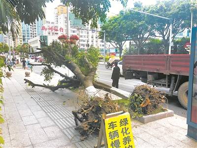 深度调查  一个园林城市的“换树”调查