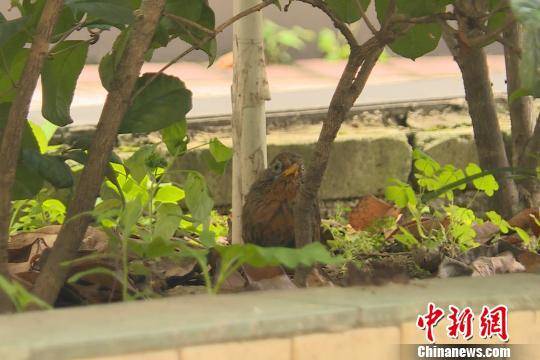 画眉鸟是中国特产鸟类和重要的农林益鸟谭伟林摄