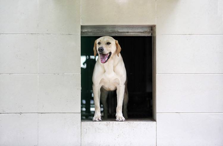 北京海关举办开放日活动缉毒犬展示搜毒绝技