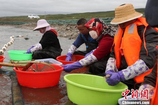 据介绍，用原水人工孵化的鱼苗将在15日左右后运回200公里外的西宁基地，在池塘和工厂化循环水恒温育苗车间内继续培育，待来年青海湖裸鲤洄游季前后以增殖放流形式重新“送”回青海湖。”图为6月26日青海湖裸鲤“助产师”在河道中捕捉性腺发育成熟的雌雄裸鲤。罗云鹏摄