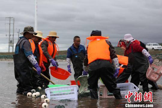 青海湖裸鲤俗称“湟鱼”，为高原土著鱼类，也是青海湖“水—鸟—鱼”生态链中的关键物种，2004年青海湖裸鲤被列入《中国物种红色名录》濒危物种名单中。图为6月26日青海湖裸鲤“助产师”在河道中捕捉性腺发育成熟的雌雄裸鲤。罗云鹏摄