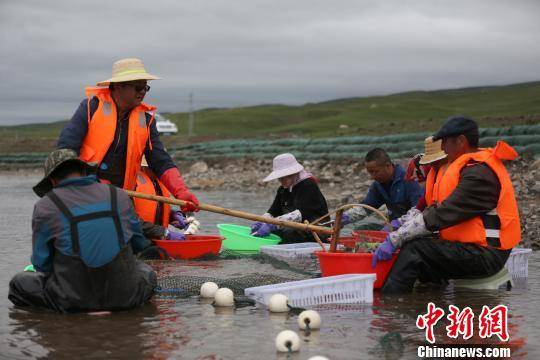 俞录贤介绍，所谓“助产”工作是指青海湖裸鲤亲本采集，“助产师”们需在河道中捕捉性腺发育成熟的雌雄裸鲤，通过人工采卵和现场授精，使之形成受精卵，而后运至附近的增殖实验站用原水人工孵化。图为6月26日青海湖裸鲤“助产师”在河道中捕捉性腺发育成熟的雌雄裸鲤。罗云鹏摄