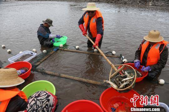 青海省农业农村厅统计数据显示，2018年青海湖裸鲤资源量已由2002年的0.26万吨恢复到8.8万吨，是保护初期的34倍。图为6月26日青海湖裸鲤“助产师”在河道中捕捉性腺发育成熟的雌雄裸鲤。罗云鹏摄