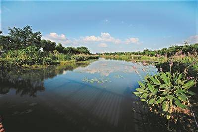 东莞生态园：治污“治”出个靓花园